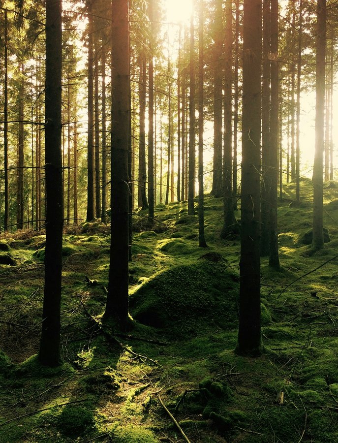Ein Wald, durch den die Sonne scheint